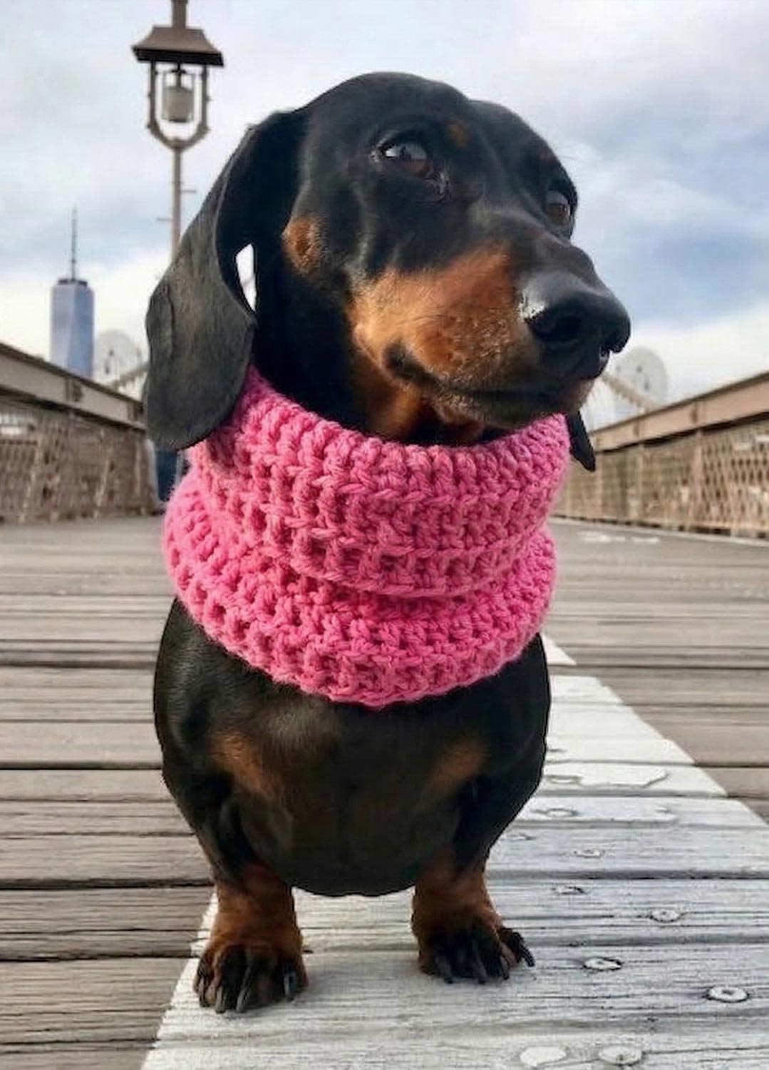 Rex Snood Kit for Pets - Yummy Version