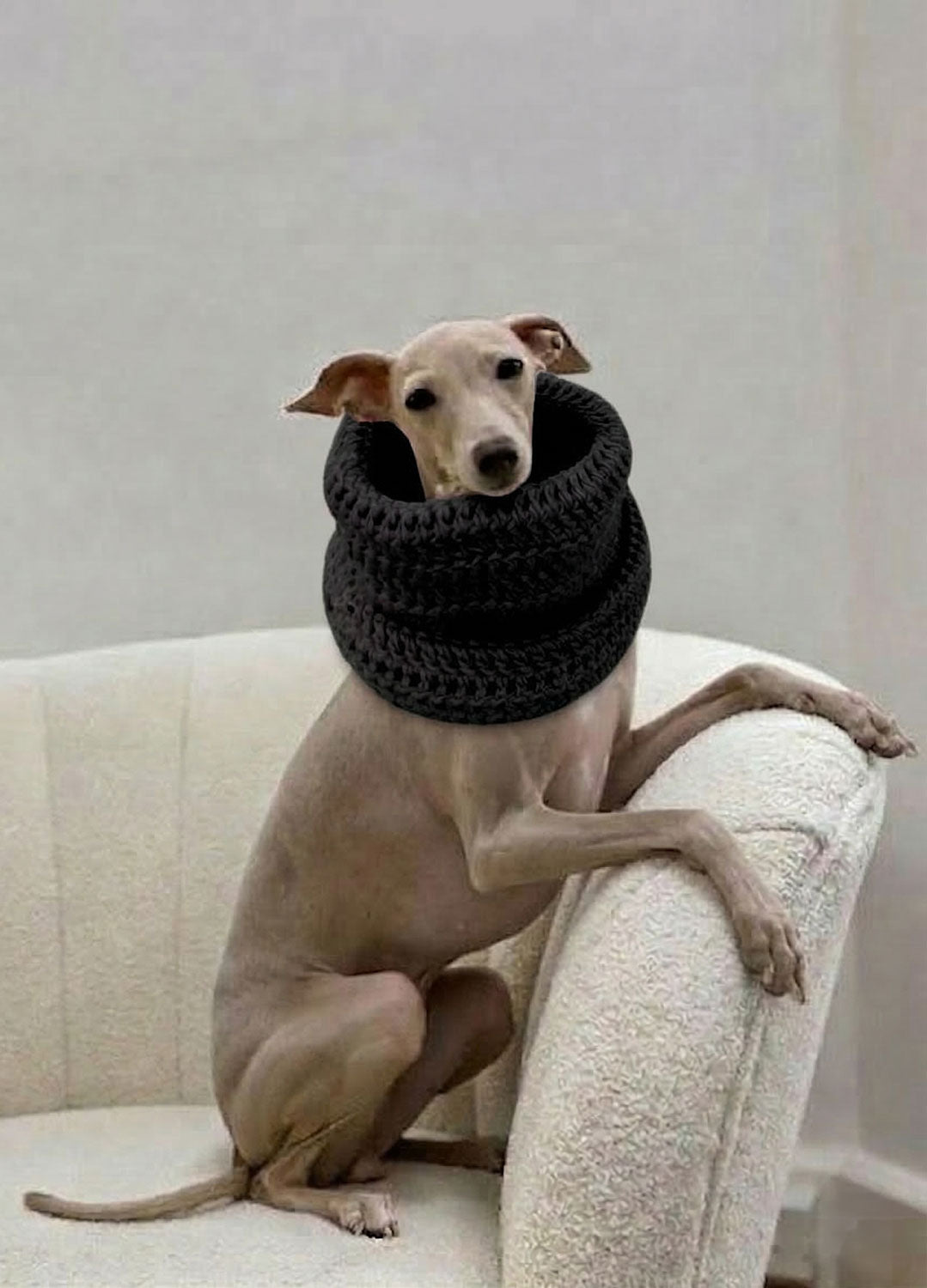Rex Snood Kit for Pets - Yummy Version