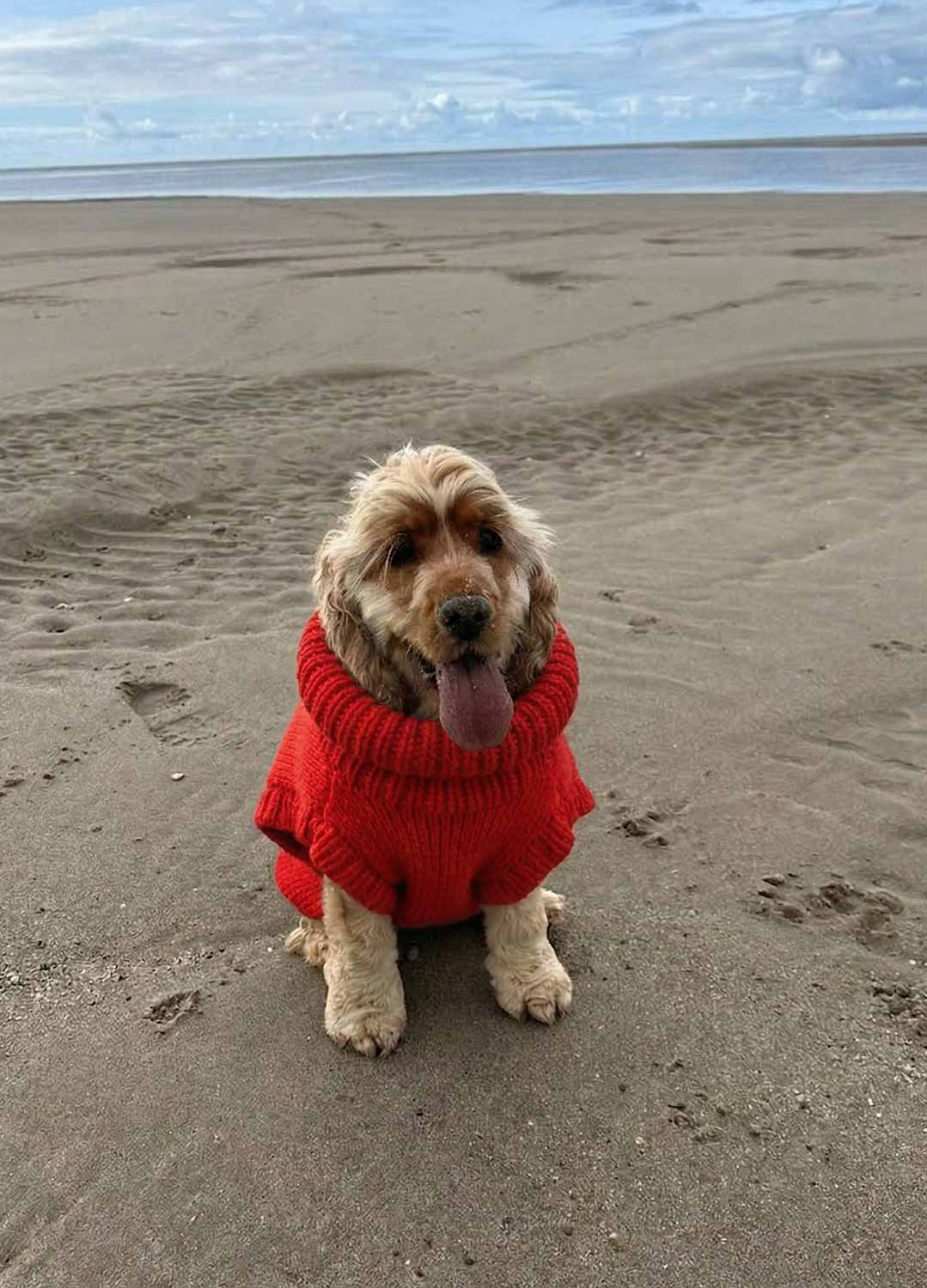 Scooby Sweater Kit for Pets - Yummy Version