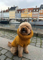 Scooby Sweater Kit for Pets - Yummy Version
